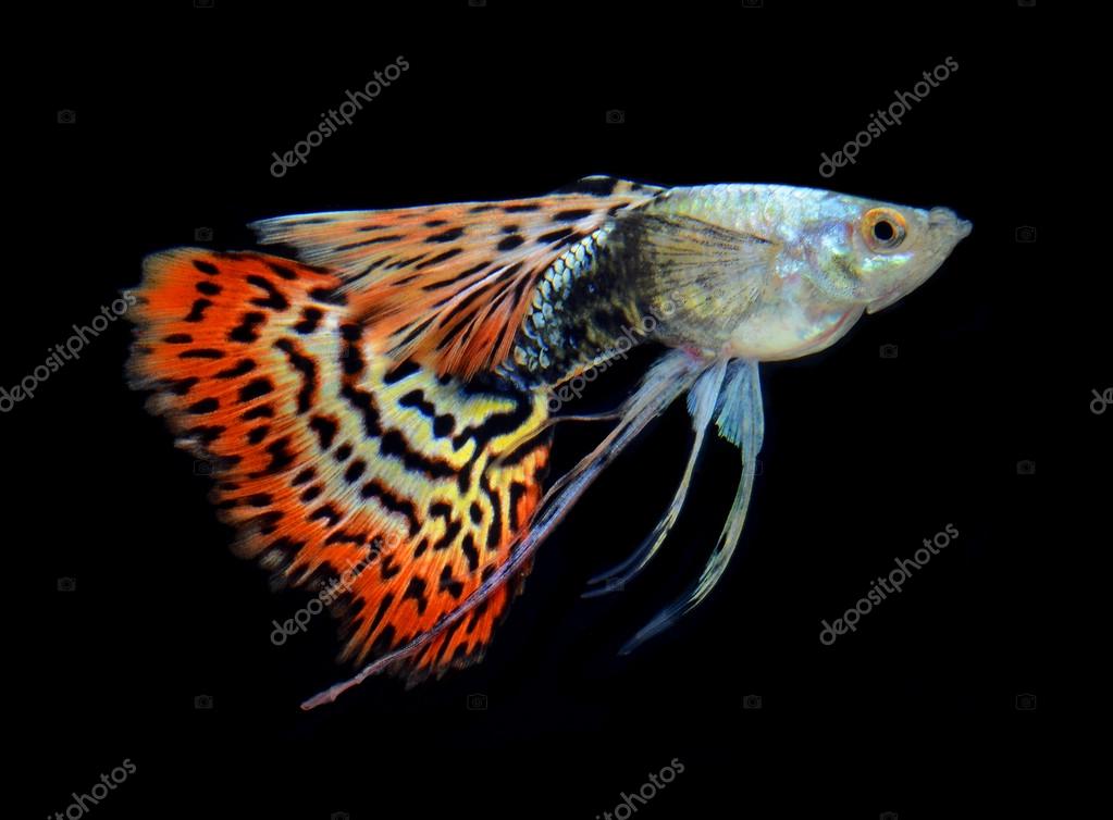 Fish guppy pet isolated on black background — Stock Photo © bluehand