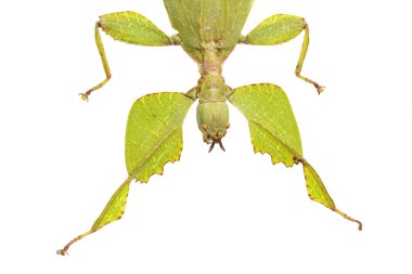 Beyaz arka plan üzerinde izole yaprak mantis