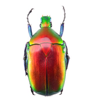 Takı beetle, beyaz zemin üzerine izole torynorrhina flammea