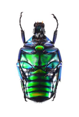 ölü böcek, böcek takı, beyaz zemin üzerine izole torynorrhina flammea