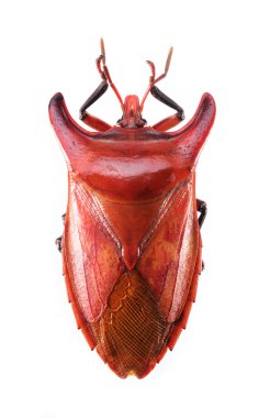 Beyaz arka plan üzerinde izole eurypleura bicornis hata