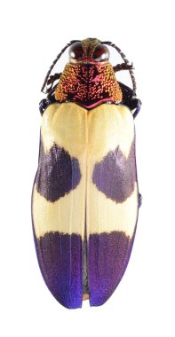 Beetle, metalik ahşap sıkıcı beetle, üzerinde beyaz izole buprestidae