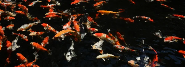 Fancy karper vissen in zwembad — Stockfoto