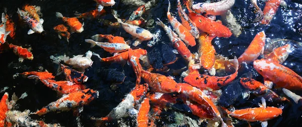 Pez carpa de lujo en la piscina —  Fotos de Stock