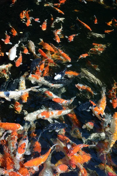 Peixe carpa chique na piscina — Fotografia de Stock