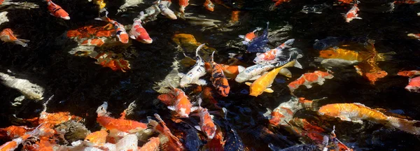 Pez carpa de lujo en la piscina —  Fotos de Stock