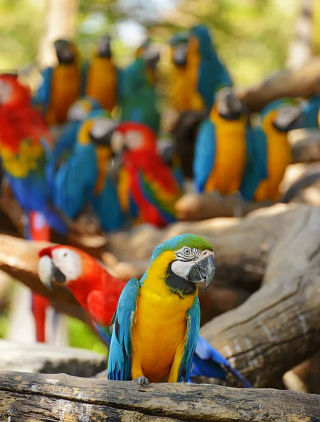Macaws parrot bird on location — Stock Photo, Image