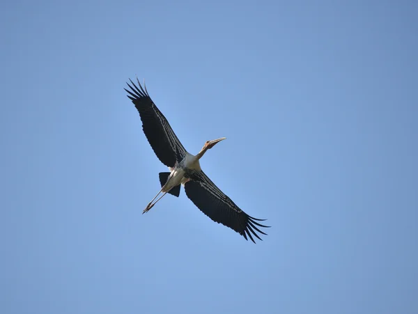 コウノトリを飛んでください。 — ストック写真