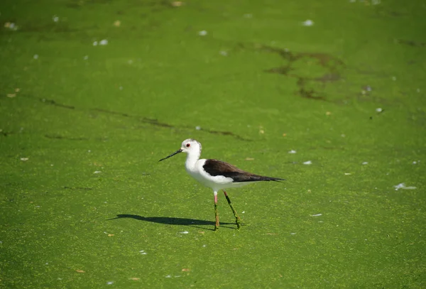 Bird, black winged stilt in nature habitat — Stock Photo, Image