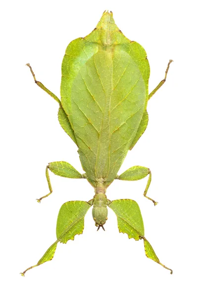 Leaf mantis isolated on white background — Stock Photo, Image