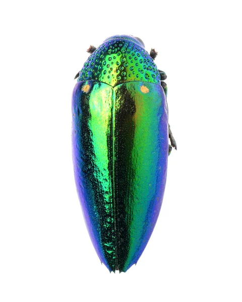 珠宝首饰甲虫，孤立在白色的 sterocera acquisignata 桑德斯 — 图库照片