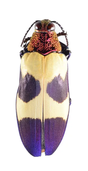 Escarabajo, escarabajo perforador de madera metálica, buprestidae aislado en blanco — Foto de Stock