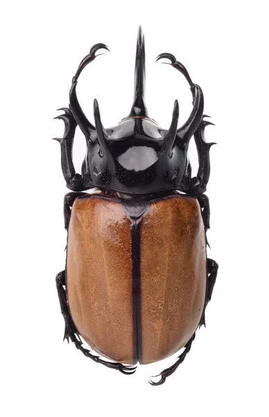 孤立在白色的 eupatorus gracilicornis 甲虫 — 图库照片