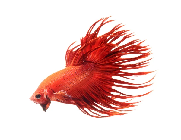 Pez dragón rojo betta, pez luchador siamés aislado sobre fondo blanco —  Fotos de Stock