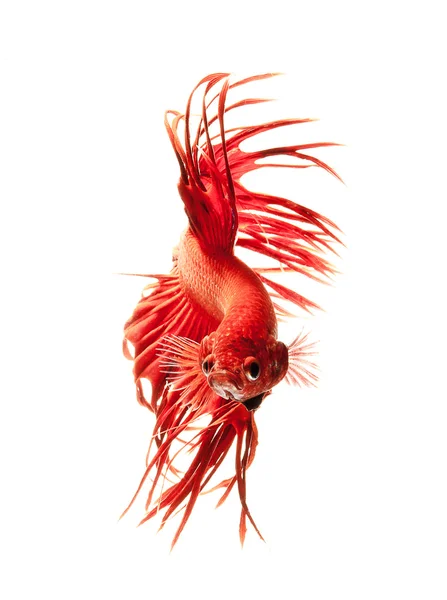 Bettas de dragon rouge, poissons de combat siamois isolé sur fond blanc — Photo
