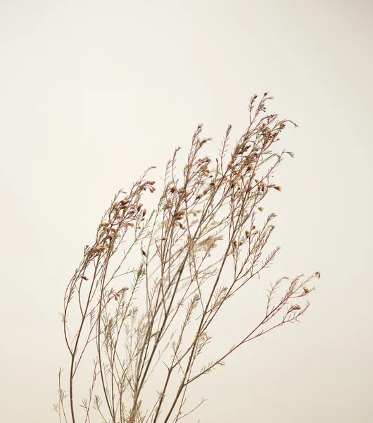 Dry flower bush — Stock Photo, Image