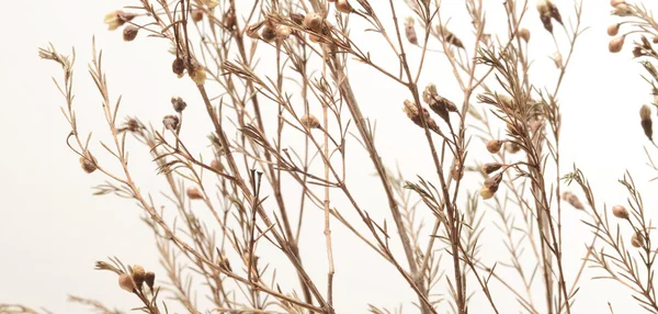 Dry flower bush — Stock Photo, Image