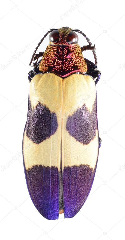 Beetle, metallic wood-boring beetle, buprestidae isolated on white