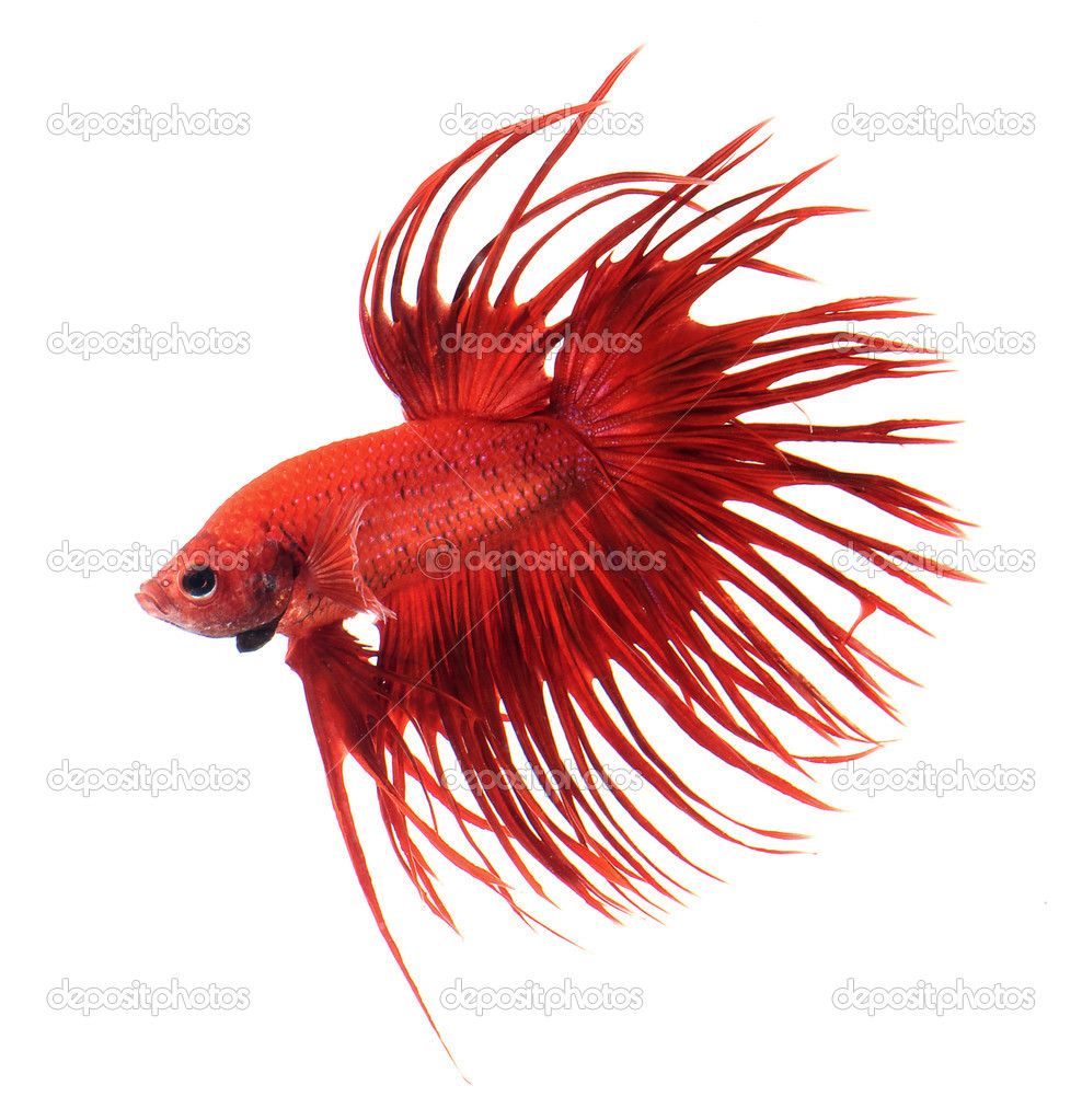 Red dragon betta fish, siamese fighting fish isolated on white background