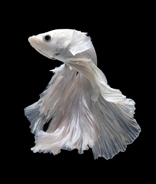 Siamese fighting fish — Stock Photo, Image