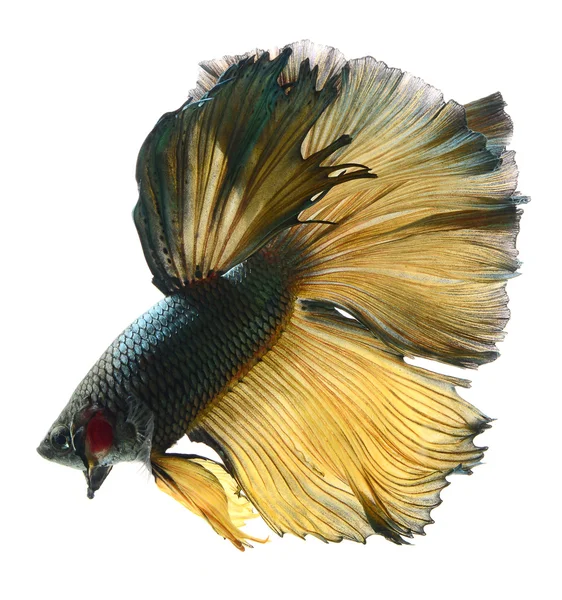 Peixe de combate siamês — Fotografia de Stock