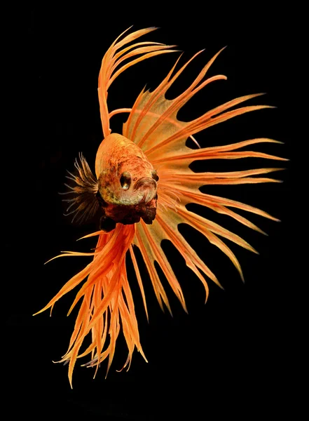 Orange betta — Stock Photo, Image