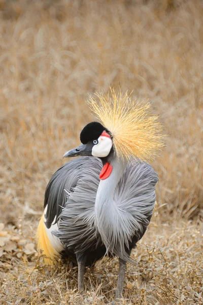 Wildlife, african crowned crane bird