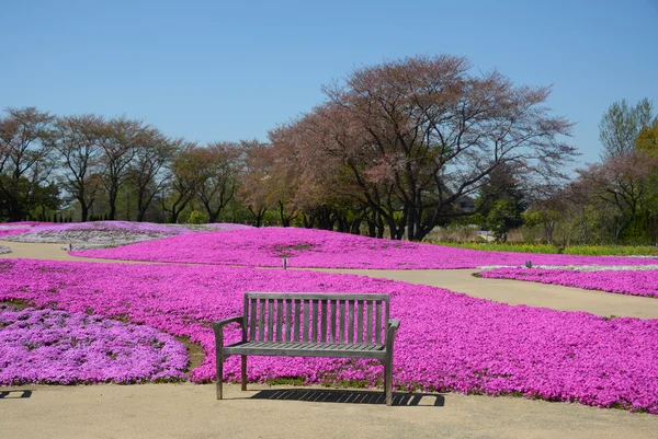 Shibazakura park with bench — Stock Photo, Image