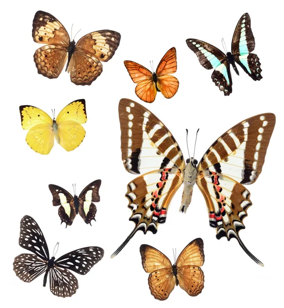 Butterfly collection — Stock Photo, Image