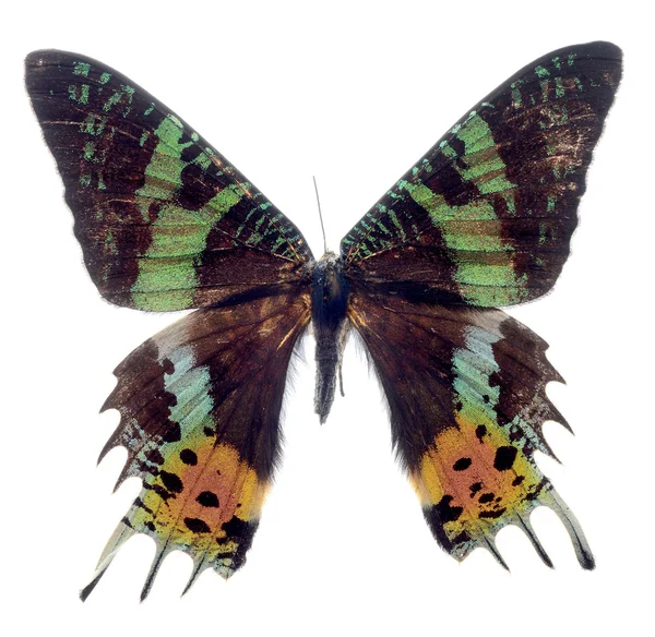 Madagascan sunset moth — Stock Photo, Image