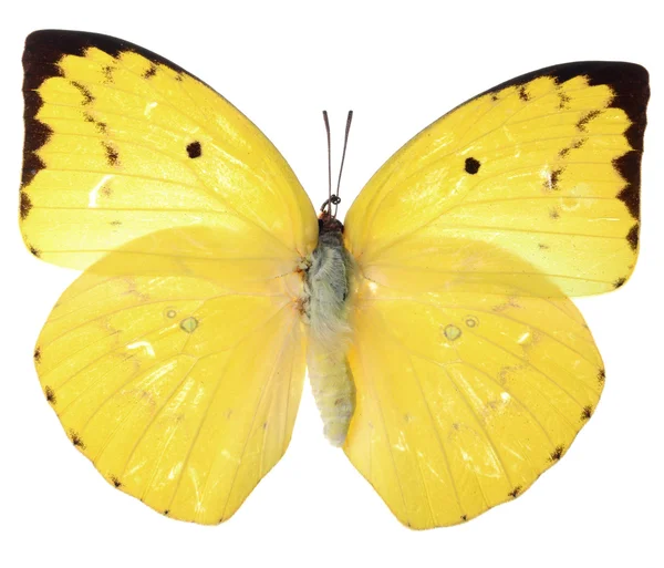 Yellow butterfly — Stock Photo, Image