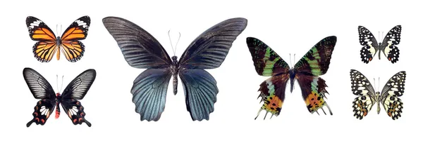 Butterfly collection — Stock Photo, Image