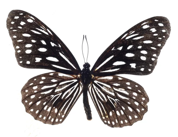 Motyl papilio demoleus — Zdjęcie stockowe