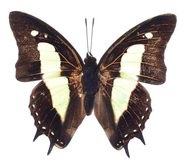 거 대 한 황제 나비 — 스톡 사진