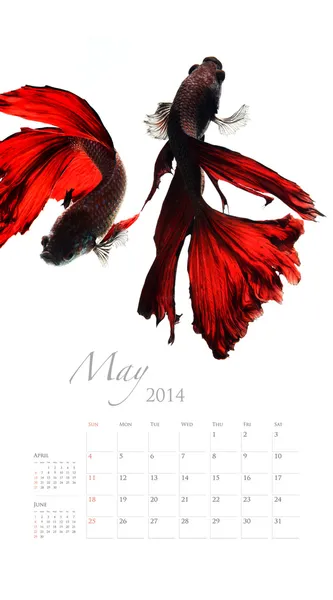 2014 Calendar with fish — Stock Photo, Image