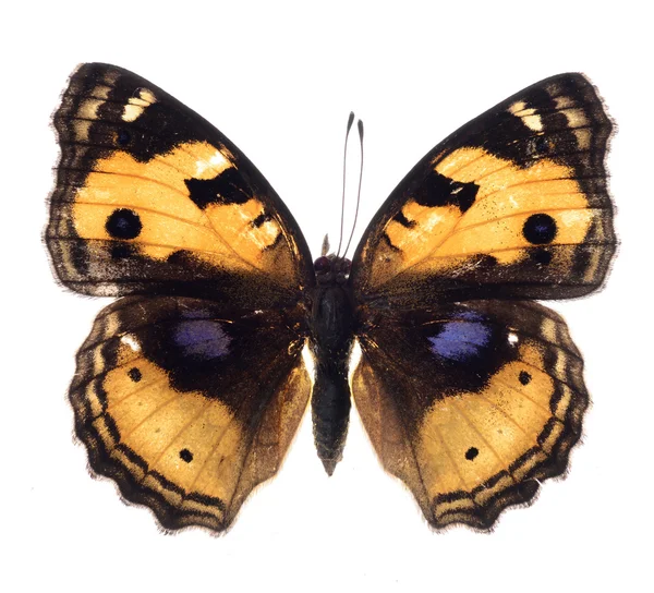 Mariposa aislada — Foto de Stock