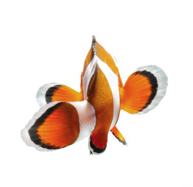 palyaço balığı veya anemone balıklar geri