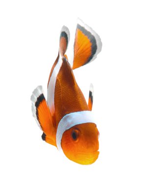 palyaço balığı veya anemone balıklar