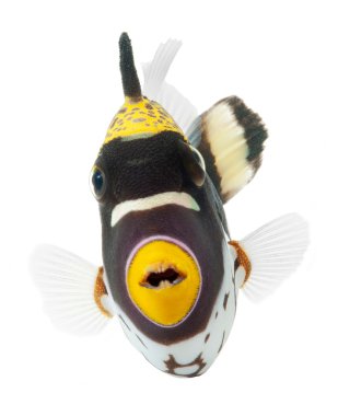 Palyaço triggerfish