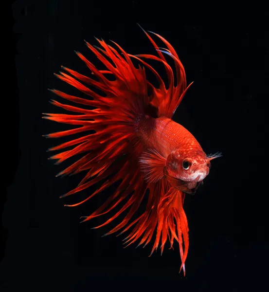 Red flame siamese fighting fish — Stock Fotó