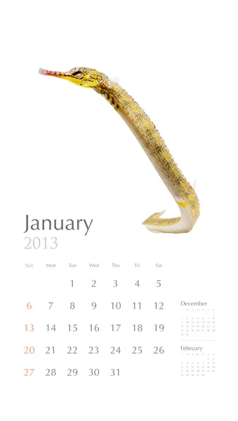 2013 calendar with fish — Stock Photo, Image