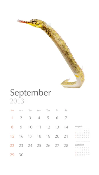 2013 calendar with fish — Stock Photo, Image