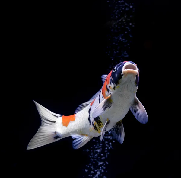 Karpfenfische — Stockfoto