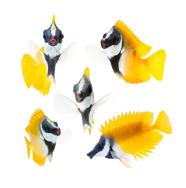 リーフ魚、黄色フォックス顔アイゴ分離 — ストック写真