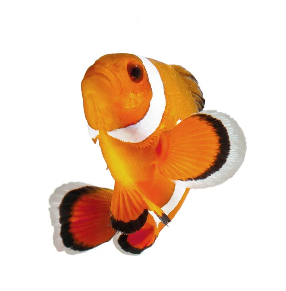 Peixe palhaço ou anêmona — Fotografia de Stock