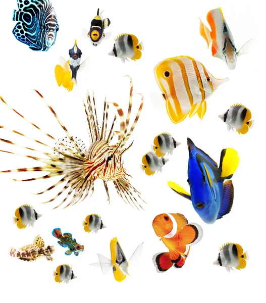 Poissons, poissons de récif, poissons marins isolés — Photo