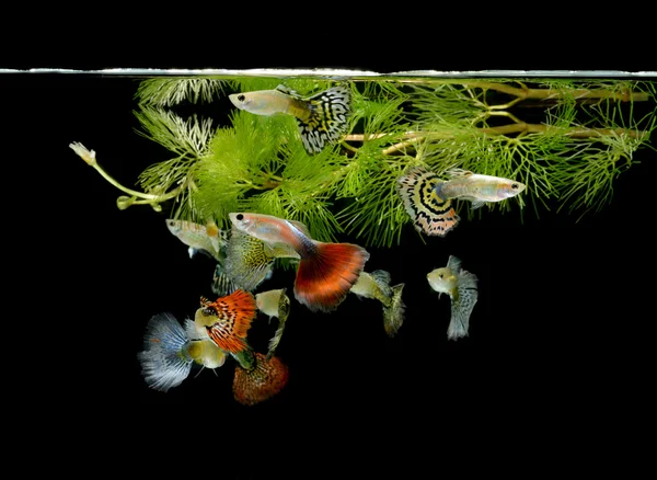 Balık guppy pet