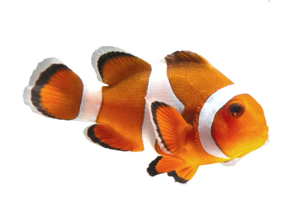 palyaço balığı veya anemone balıklar