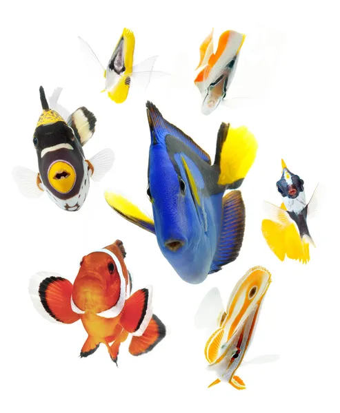 Fish, reef fish, marine fish party isolated — Stock Photo, Image