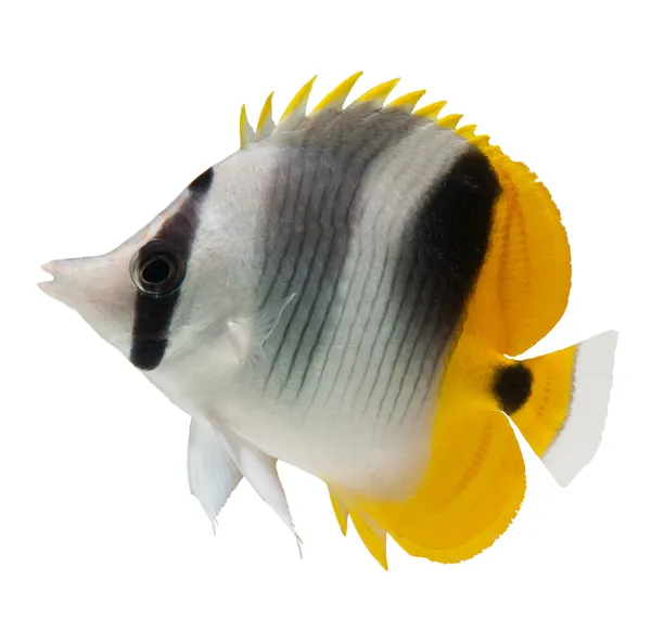 Butterflyfish resif balık — Stok fotoğraf